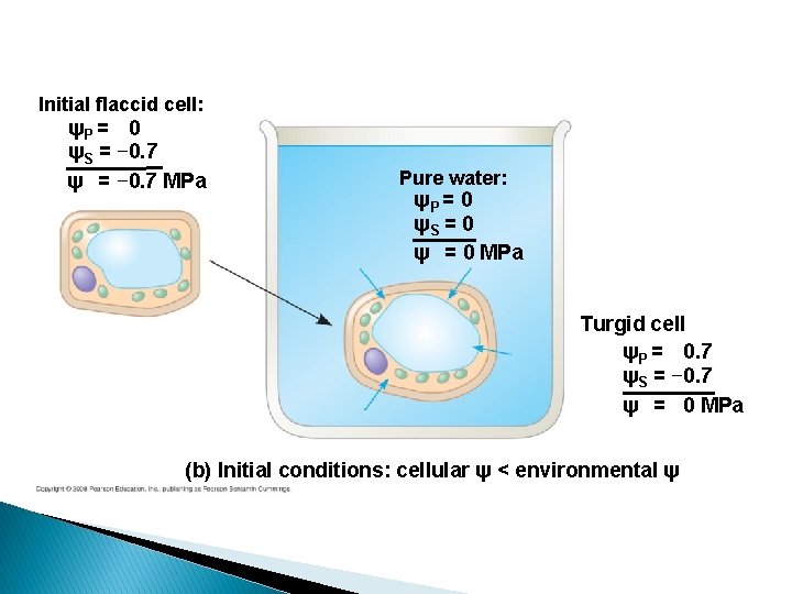 Initial flaccid cell: ψP = 0 ψS = − 0. 7 ψ = −