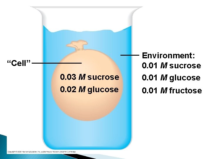 “Cell” 0. 03 M sucrose 0. 02 M glucose Environment: 0. 01 M sucrose