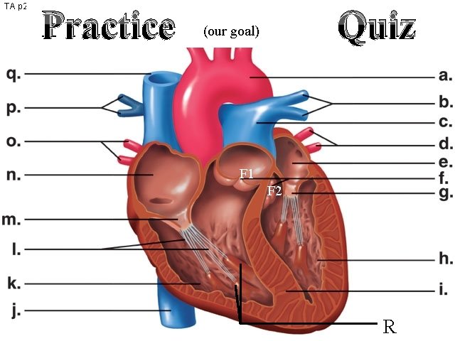 TA p 259 Practice Quiz (our goal) F 1 F 2 R 