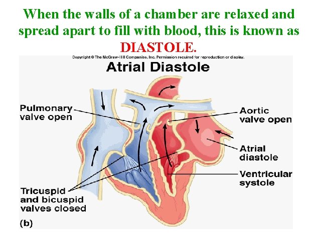 When the walls of a chamber are relaxed and spread apart to fill with