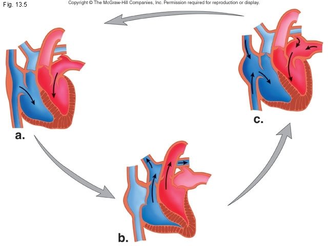 Fig. 13. 5 