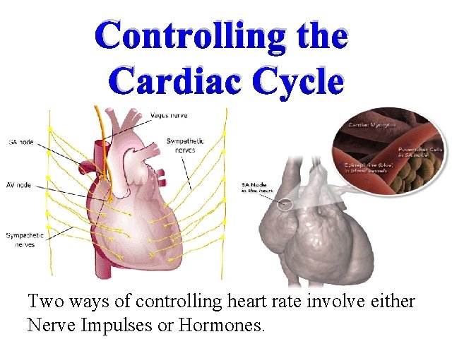 Controlling the Cardiac Cycle Two ways of controlling heart rate involve either Nerve Impulses