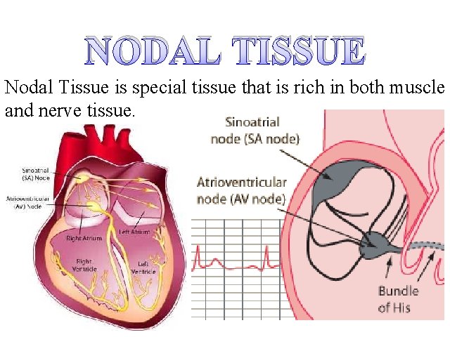 NODAL TISSUE Nodal Tissue is special tissue that is rich in both muscle and
