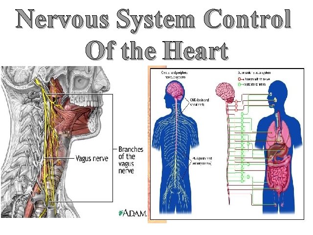 Nervous System Control Of the Heart 