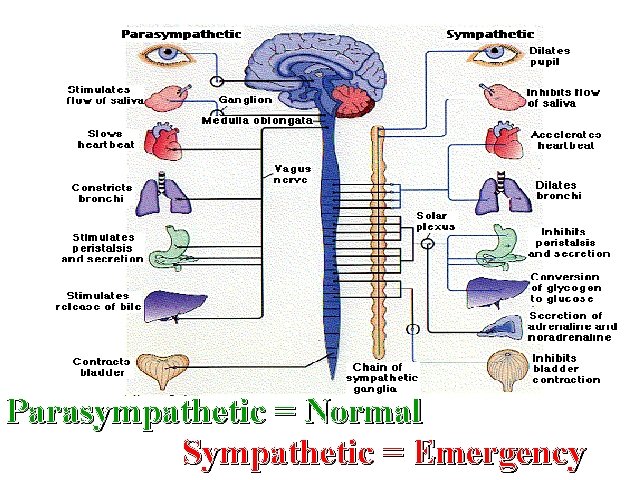 Parasympathetic = Normal Sympathetic = Emergency 