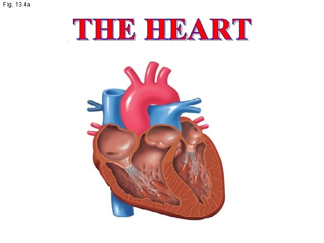 Fig. 13. 4 a THE HEART 