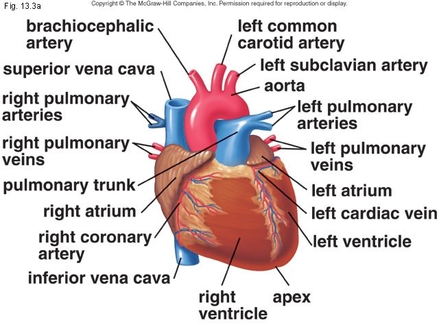 Fig. 13. 3 a 