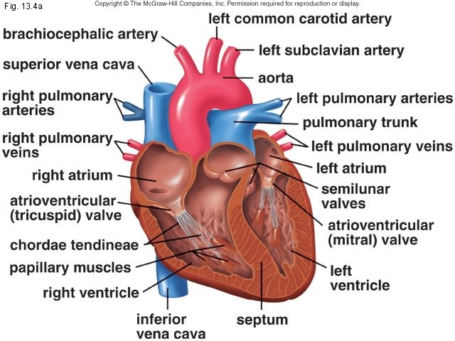 Fig. 13. 4 a 