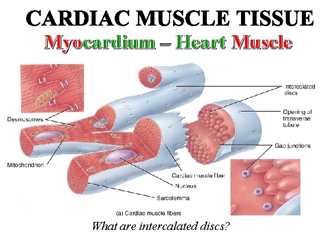 Myocardium – Heart Muscle What are intercalated discs? 