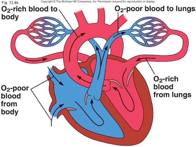 Fig. 13. 4 b 