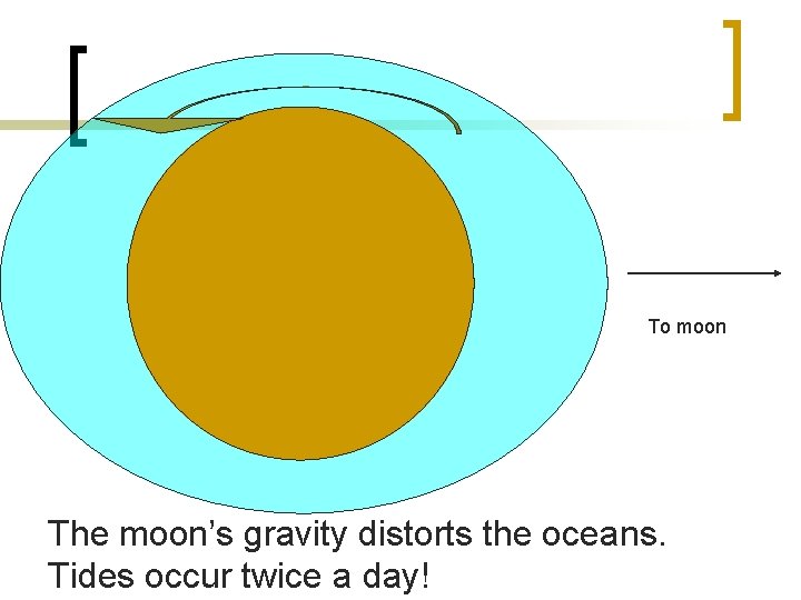 To moon The moon’s gravity distorts the oceans. Tides occur twice a day! 