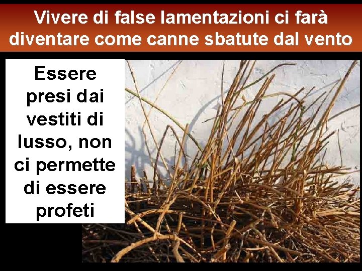 Vivere di false lamentazioni ci farà diventare come canne sbatute dal vento Essere presi