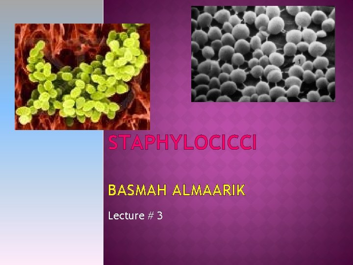STAPHYLOCICCI BASMAH ALMAARIK Lecture # 3 