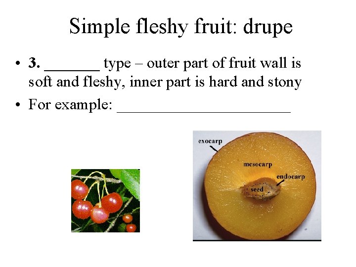 Simple fleshy fruit: drupe • 3. _______ type – outer part of fruit wall