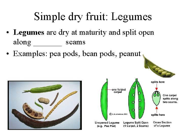 Simple dry fruit: Legumes • Legumes are dry at maturity and split open along