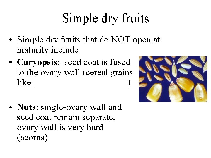 Simple dry fruits • Simple dry fruits that do NOT open at maturity include