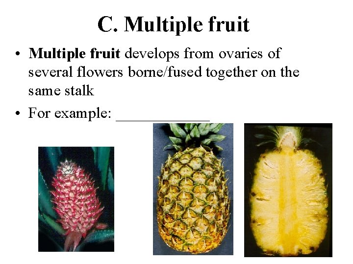 C. Multiple fruit • Multiple fruit develops from ovaries of several flowers borne/fused together