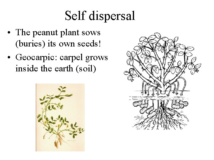 Self dispersal • The peanut plant sows (buries) its own seeds! • Geocarpic: carpel