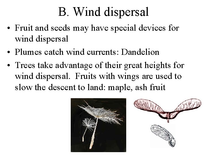B. Wind dispersal • Fruit and seeds may have special devices for wind dispersal