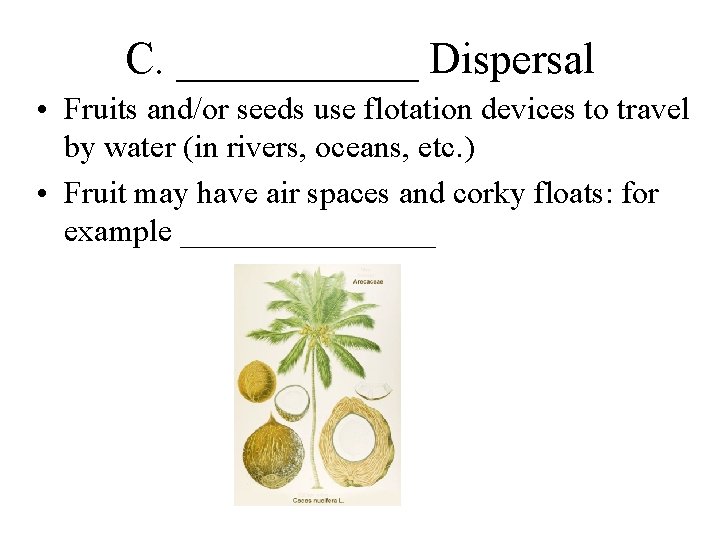 C. ______ Dispersal • Fruits and/or seeds use flotation devices to travel by water