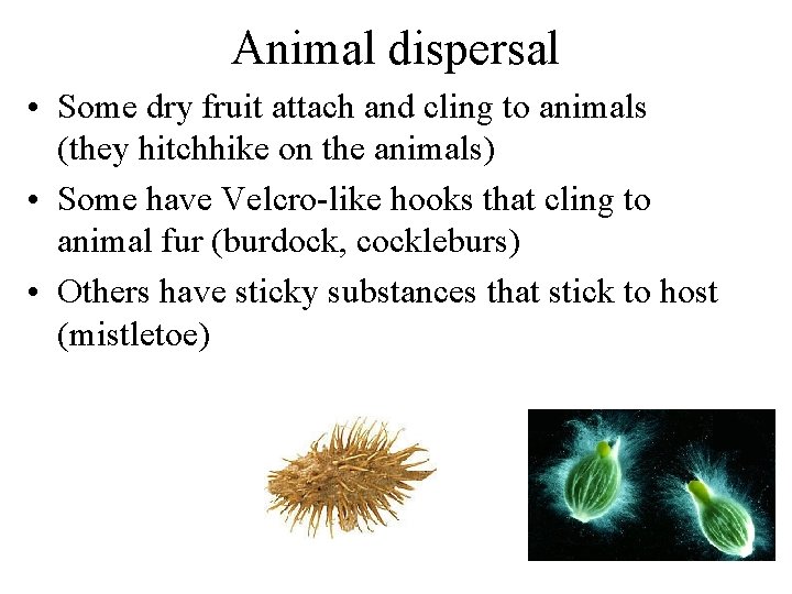 Animal dispersal • Some dry fruit attach and cling to animals (they hitchhike on