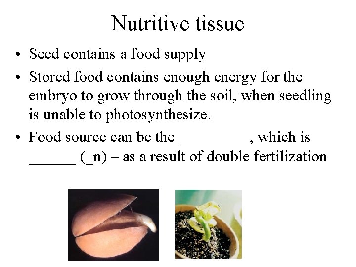 Nutritive tissue • Seed contains a food supply • Stored food contains enough energy