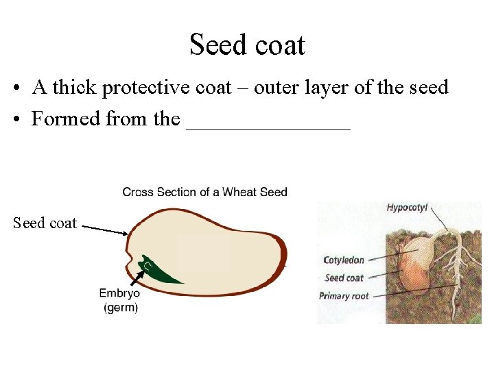 Seed coat • A thick protective coat – outer layer of the seed •