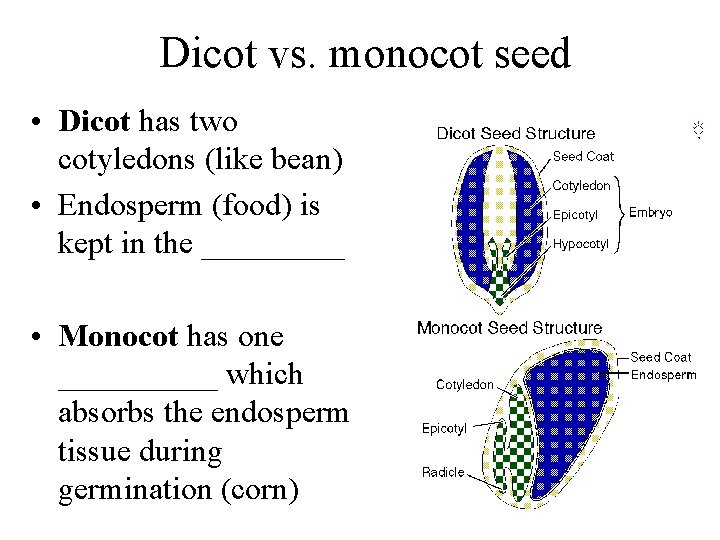 Dicot vs. monocot seed • Dicot has two cotyledons (like bean) • Endosperm (food)