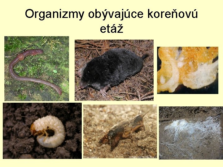 Organizmy obývajúce koreňovú etáž 