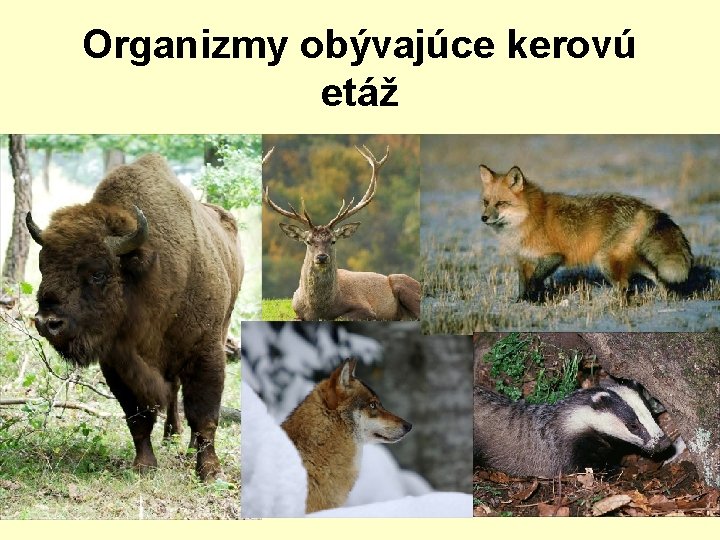 Organizmy obývajúce kerovú etáž 