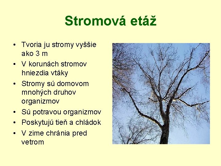 Stromová etáž • Tvoria ju stromy vyššie ako 3 m • V korunách stromov