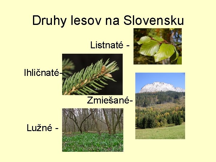 Druhy lesov na Slovensku Listnaté IhličnatéZmiešanéLužné - 