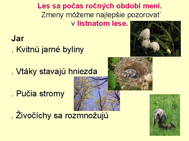 Les sa počas ročných období mení. Zmeny môžeme najlepšie pozorovať v listnatom lese. Jar.