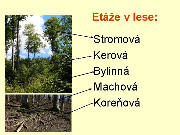 Etáže v lese: Stromová Kerová Bylinná Machová Koreňová 