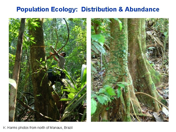Population Ecology: Distribution & Abundance K. Harms photos from north of Manaus, Brazil 