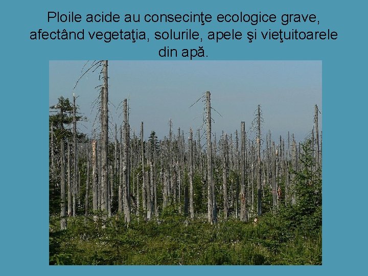 Ploile acide au consecinţe ecologice grave, afectând vegetaţia, solurile, apele şi vieţuitoarele din apă.