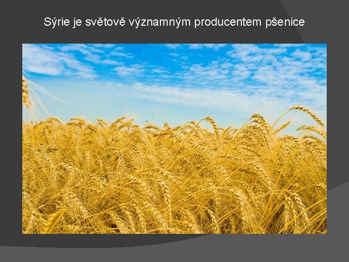 Sýrie je světově významným producentem pšenice 