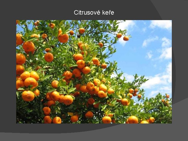 Citrusové keře 