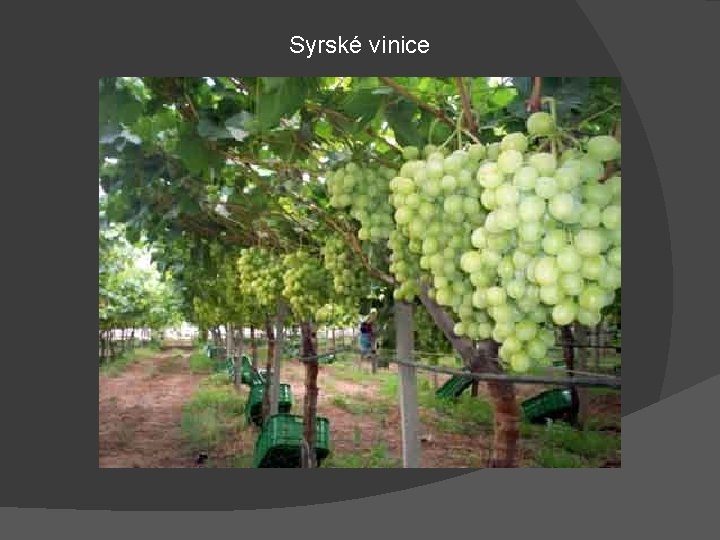 Syrské vinice 