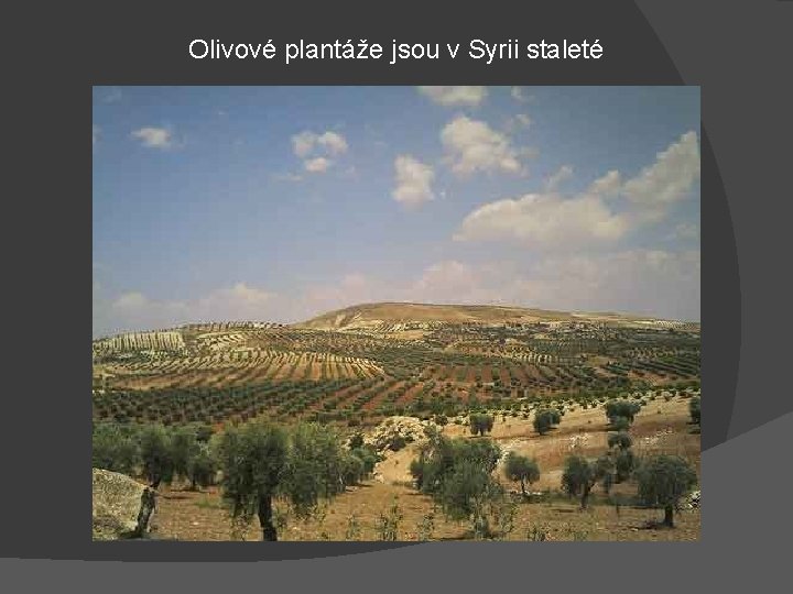 Olivové plantáže jsou v Syrii staleté 