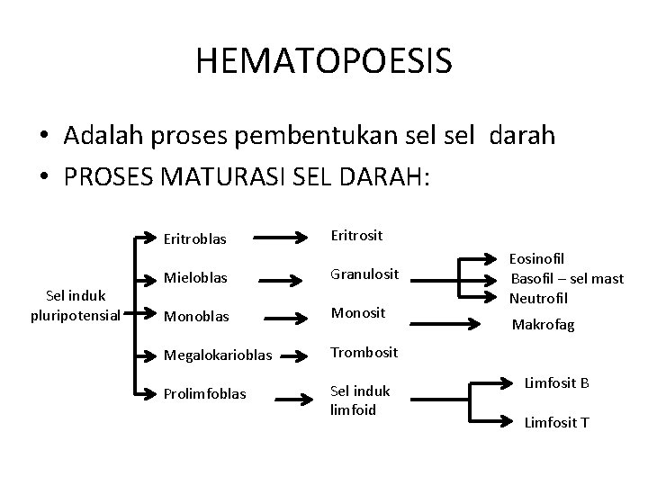 HEMATOPOESIS • Adalah proses pembentukan sel darah • PROSES MATURASI SEL DARAH: Eritroblas Sel