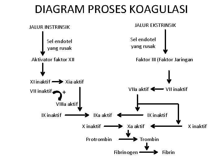 DIAGRAM PROSES KOAGULASI JALUR EKSTRINSIK JALUR INSTRINSIK Sel endotel yang rusak Aktivator faktor XII