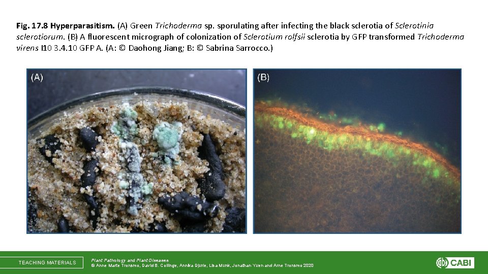 Fig. 17. 8 Hyperparasitism. (A) Green Trichoderma sp. sporulating after infecting the black sclerotia