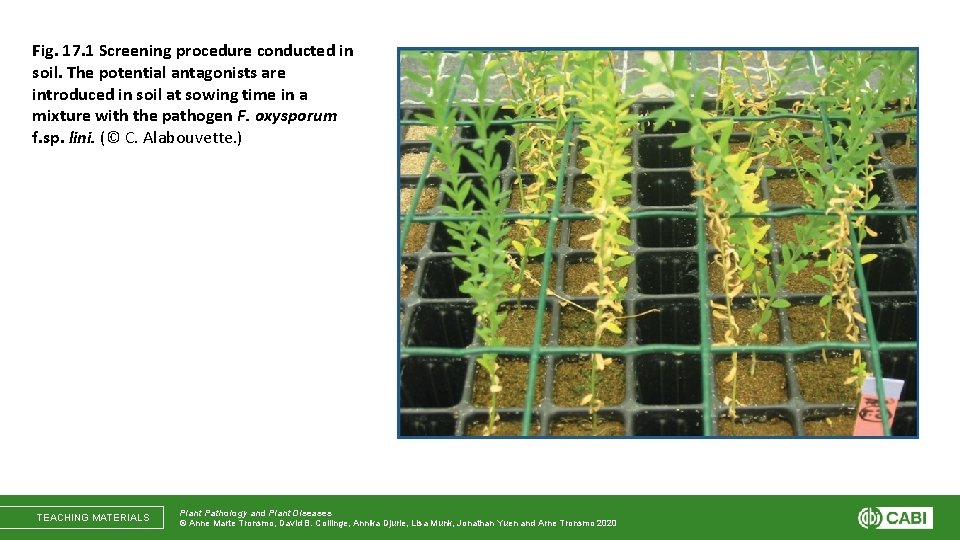 Fig. 17. 1 Screening procedure conducted in soil. The potential antagonists are introduced in