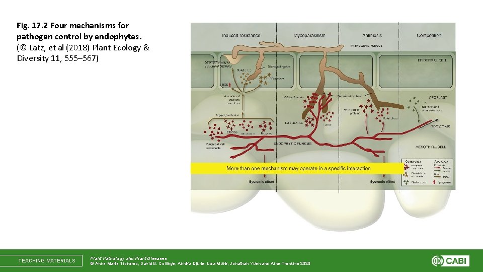 Fig. 17. 2 Four mechanisms for pathogen control by endophytes. (© Latz, et al