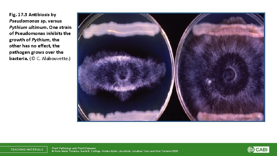 Fig. 17. 3 Antibiosis by Pseudomonas sp. versus Pythium ultimum. One strain of Pseudomonas