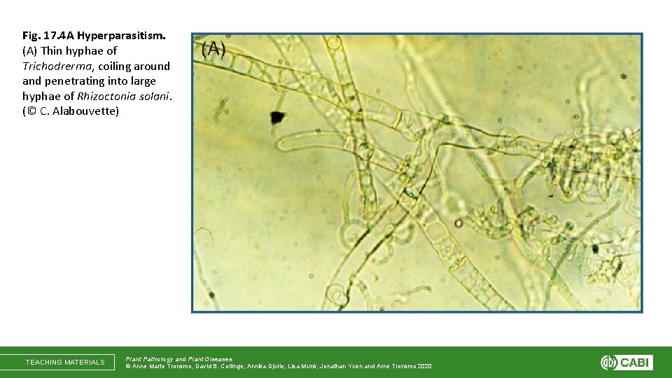 Fig. 17. 4 A Hyperparasitism. (A) Thin hyphae of Trichodrerma, coiling around and penetrating