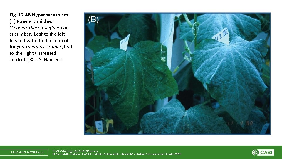 Fig. 17. 4 B Hyperparasitism. (B) Powdery mildew (Sphaerotheca fuliginea) on cucumber. Leaf to