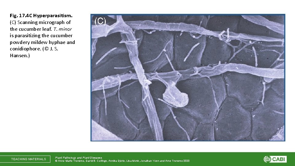 Fig. 17. 4 C Hyperparasitism. (C) Scanning micrograph of the cucumber leaf. T. minor