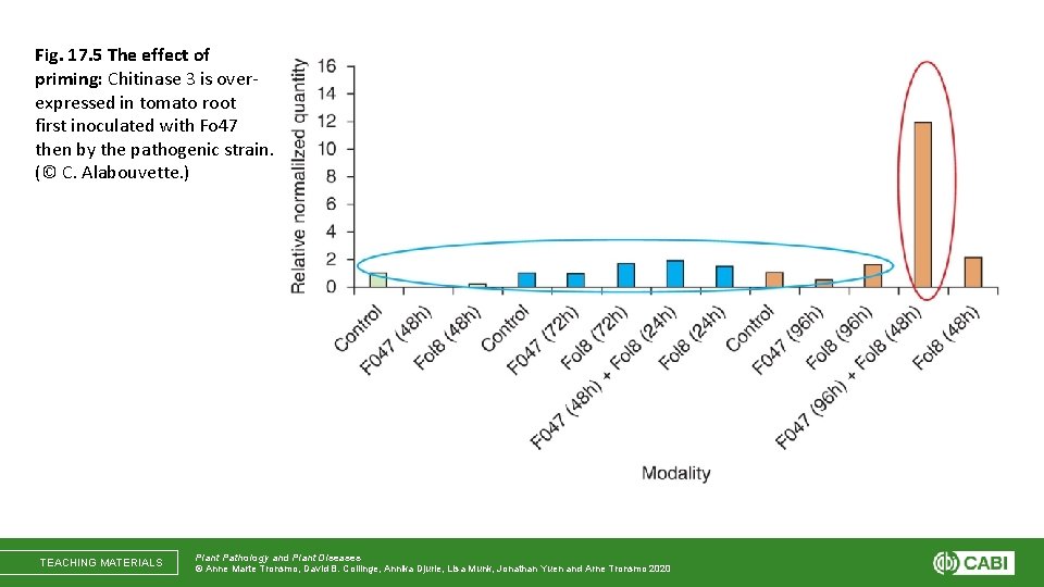 Fig. 17. 5 The effect of priming: Chitinase 3 is overexpressed in tomato root